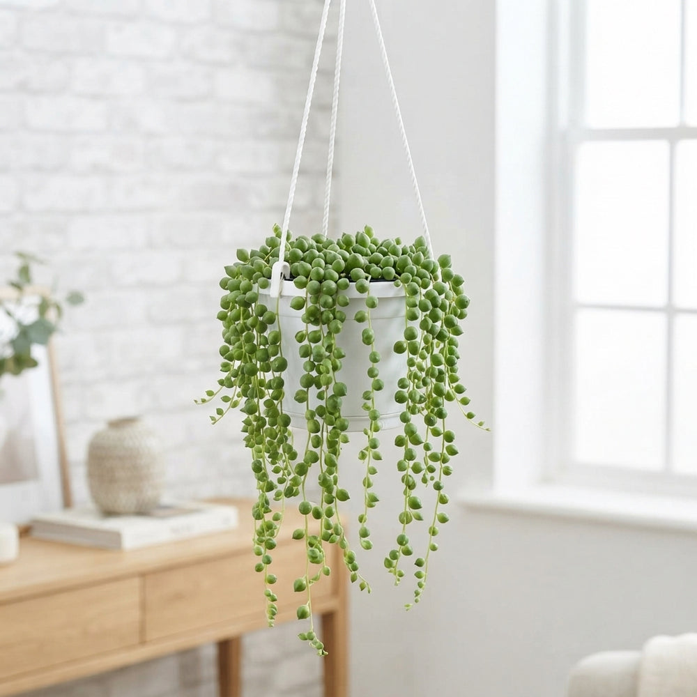 String of Pearls (Senecio rowleyanus) – 14cm Hanging Pot