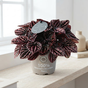 Red Luna Ripple Peperomia (Peperomia caperata) – 12cm Pot
