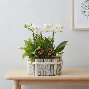 Round Beechwood Plant Arrangement – Mixed Colour