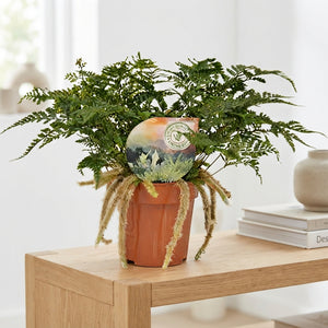Rabbit’s Foot Fern (Humata tyermannii) – 12cm Pot