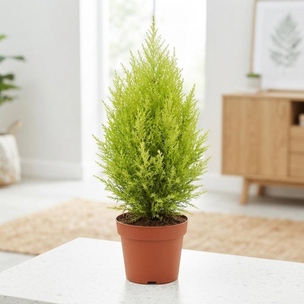 Goldcrest Cypress (Cupressus macrocarpa) – 17cm Pot