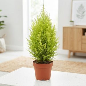 Goldcrest Cypress (Cupressus macrocarpa) – 17cm Pot