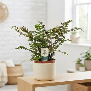 Didymochlaena Truncatula Fern – 12cm Pot