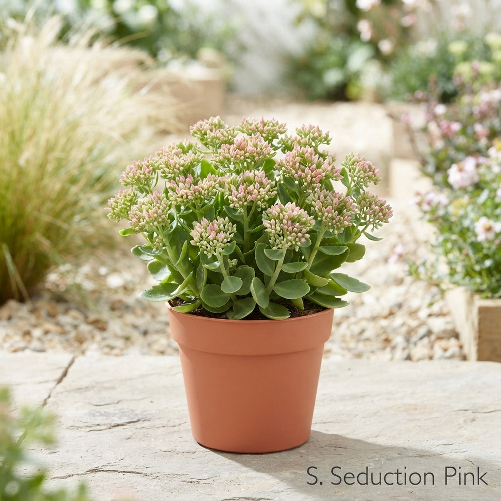 Pink Sedum ‘Pink Seduction’ – 12cm Pot