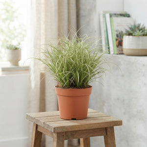 Carex Ornamental Grass – 12cm Pot, Approx. 25cm High