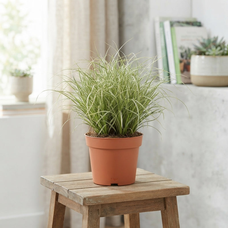 Carex Ornamental Grass – 12cm Pot, Approx. 25cm High