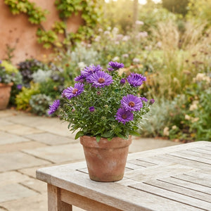 Autumn Garden Plant Mix – 12cm Pot