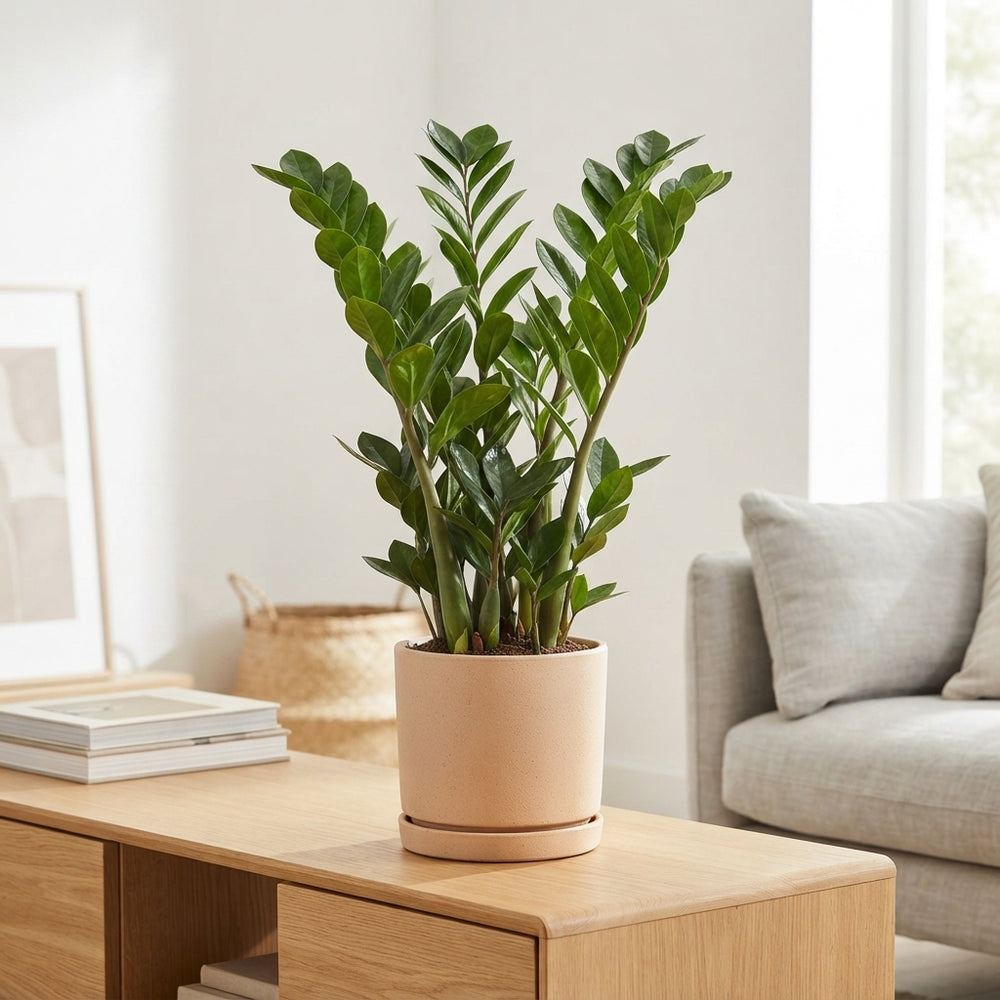 ZZ Plant (Zamioculcas zamiifolia) – 19cm Pot, 90cm High