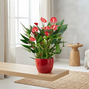 Red Anthurium ‘Million Flowers’ – 12cm Pot