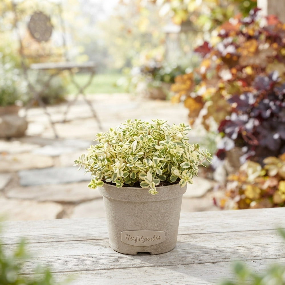 Autumn Mixed Perennial Plant – 12cm Pot