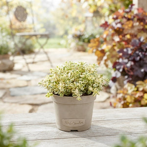 Autumn Mixed Perennial Plant – 12cm Pot
