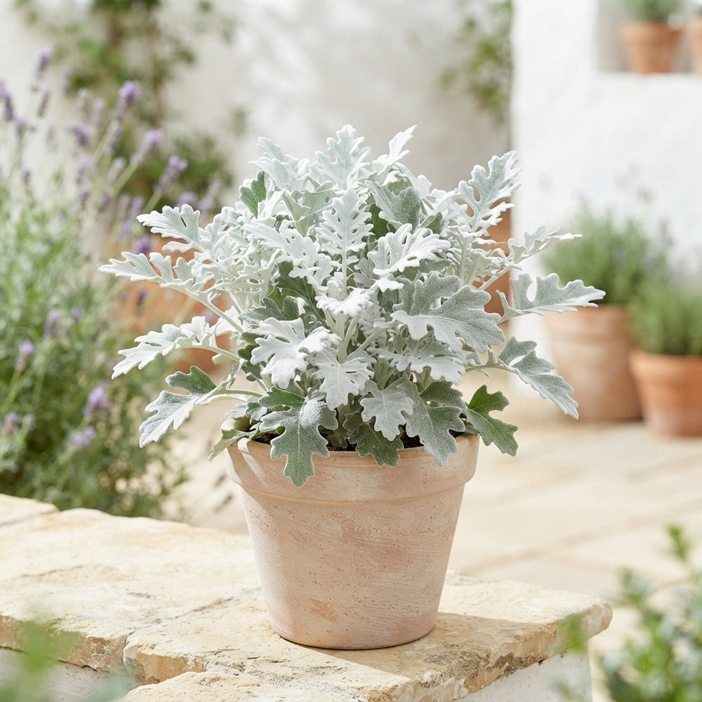 Silver Ragwort (Jacobaea maritima) – 13cm Pot