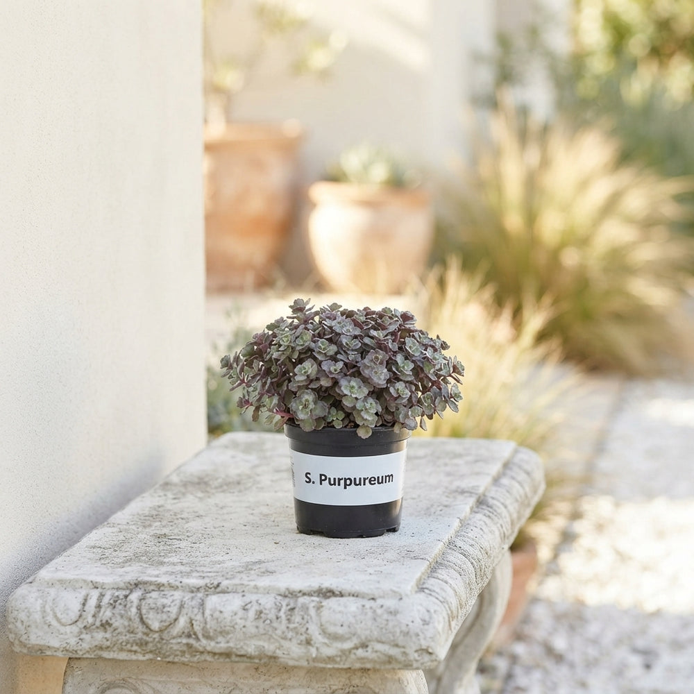 Purple Sedum (Sedum purpureum) – 12cm Pot