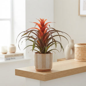 Tillandsia ‘Caulescens Hermosa’ – 12cm Pot