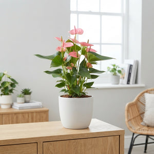Mixed Anthurium Houseplant – 14cm Pot