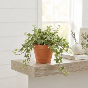 White Wonder English Ivy (Hedera helix) – 12cm Pot