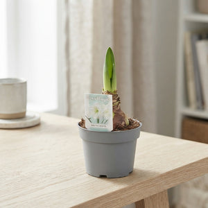 White Hippeastrum (Amaryllis) – 12cm Pot