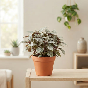 Pilea ‘Ellen’ – 8.5cm Pot