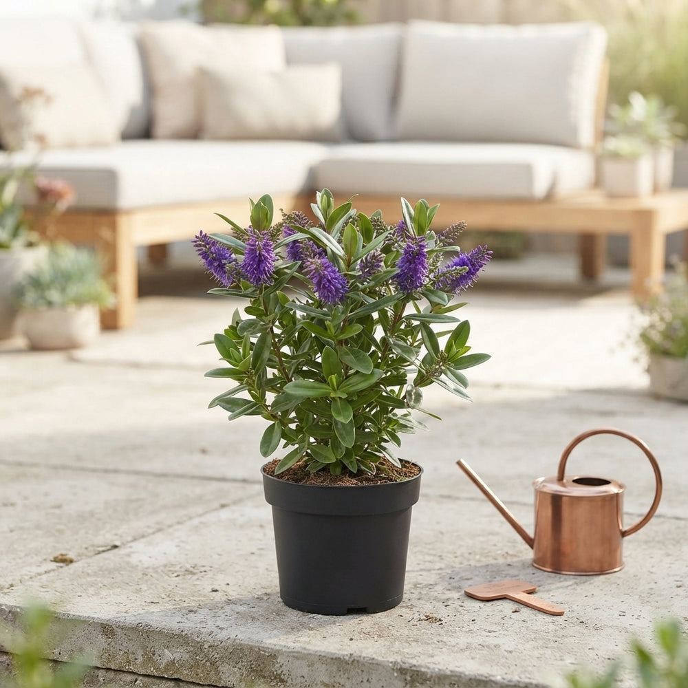 Hebe ‘Taupo’ – 12cm Pot, Approx. 30cm High