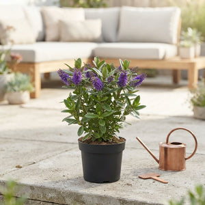 Hebe ‘Taupo’ – 12cm Pot, Approx. 30cm High
