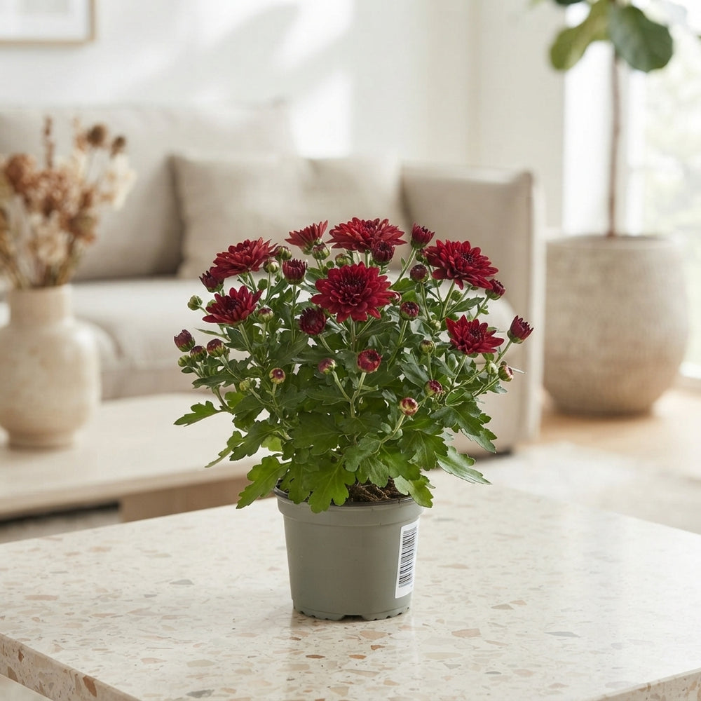 Red Chrysanthemum (Indicum Group) – 10.5cm Pot