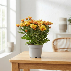 Chrysanthemum 'Mount Aubisque Amber' – 12cm Pot