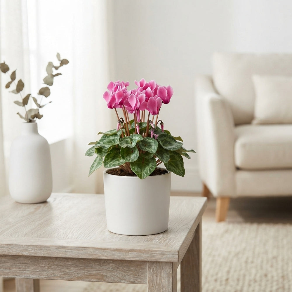 Pink Cyclamen persicum – 12cm Pot