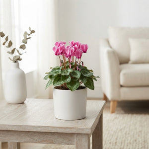 Pink Cyclamen persicum – 12cm Pot