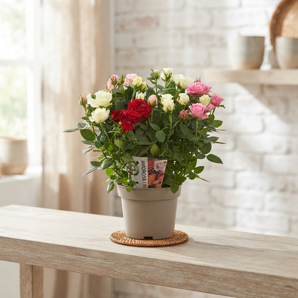 Mixed Rose Houseplant (Rosa) – 10.5cm Pot
