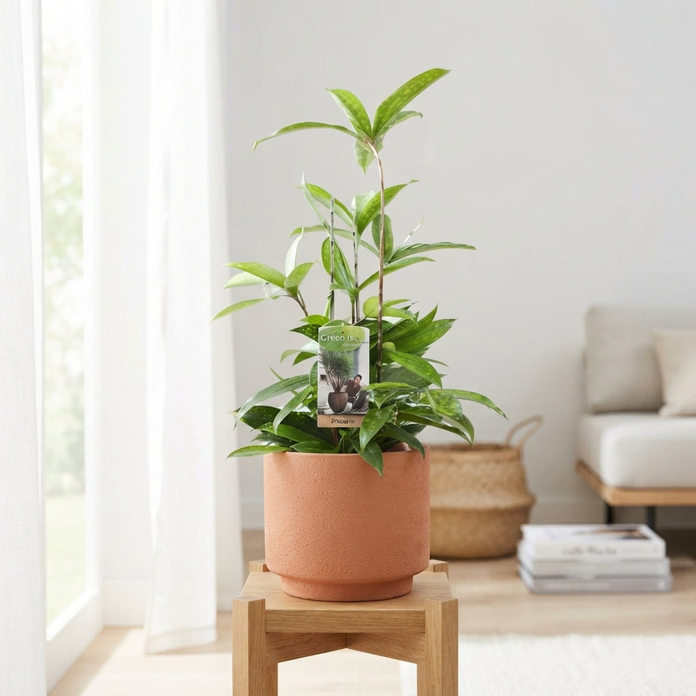 Dracaena Surculosa Green Houseplant – 17cm Pot