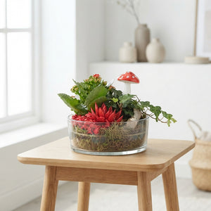 Indoor Plant Arrangement in Decorative Pot – 10cm