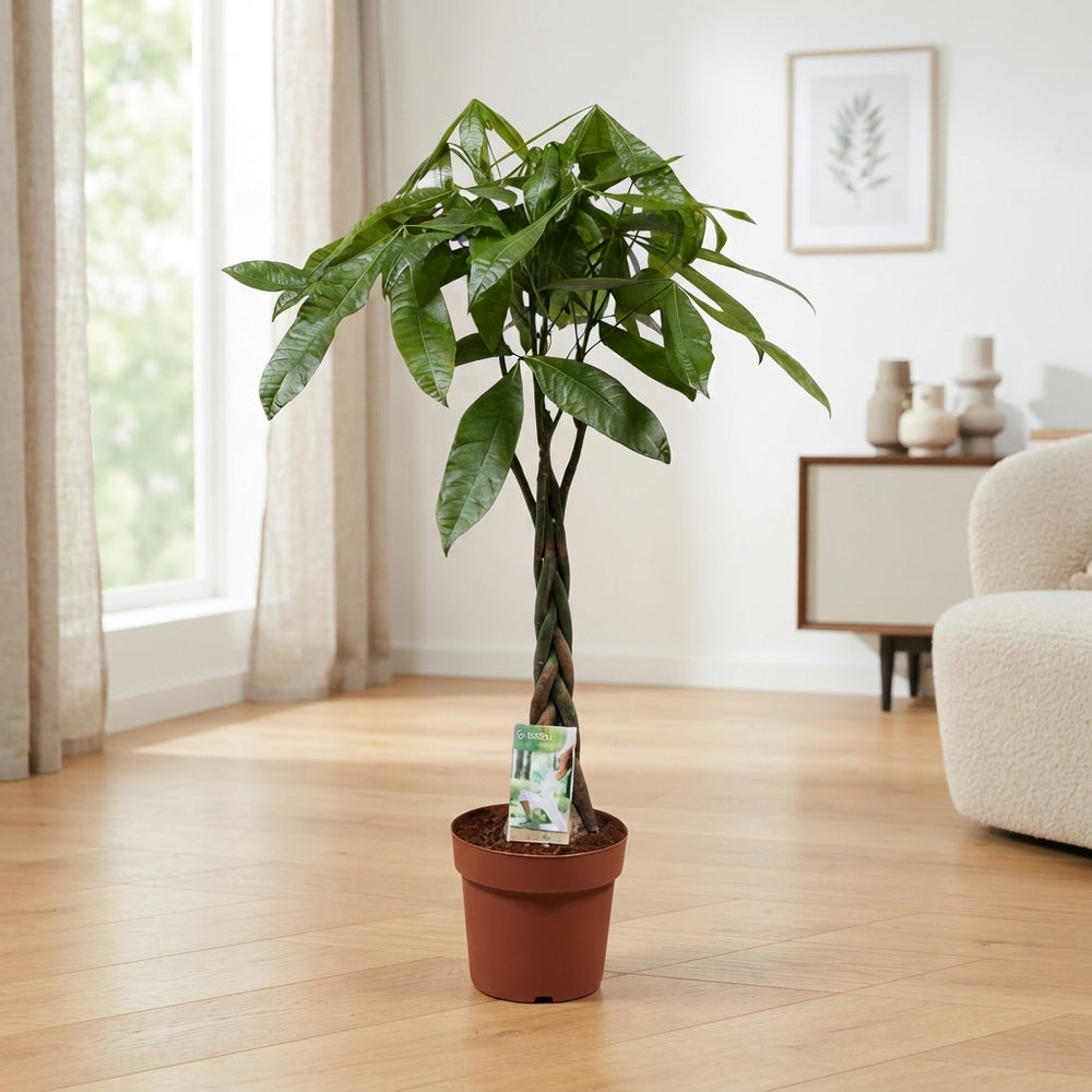 Money Tree (Pachira aquatica) – 21cm Pot, 110cm High