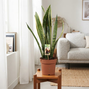 Snake Plant (Sansevieria trifasciata) – 21cm Pot, 75cm