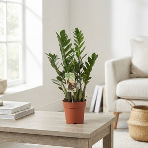 Mixed Green Houseplant – 17cm Pot, Approx. 70cm High