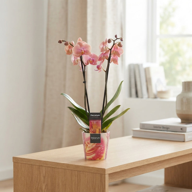Mixed Phalaenopsis Orchid 'Hurricane' – 12cm Ceramic Pot