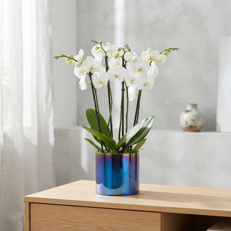 White Phalaenopsis Orchid – 4 Stem, 12cm Pot