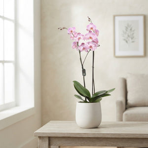 Pink Phalaenopsis Orchid ‘Cassie’ – 12cm Pot