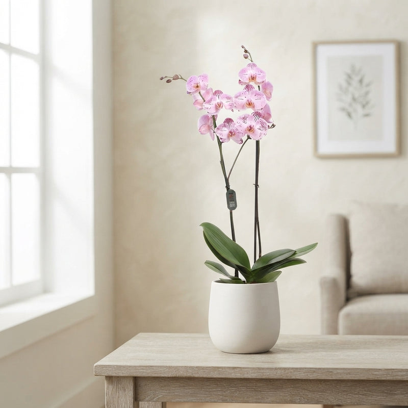 Pink Phalaenopsis Orchid ‘Cassie’ – 12cm Pot