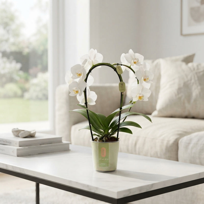 White Phalaenopsis Orchid – 9cm Pot, 35cm High