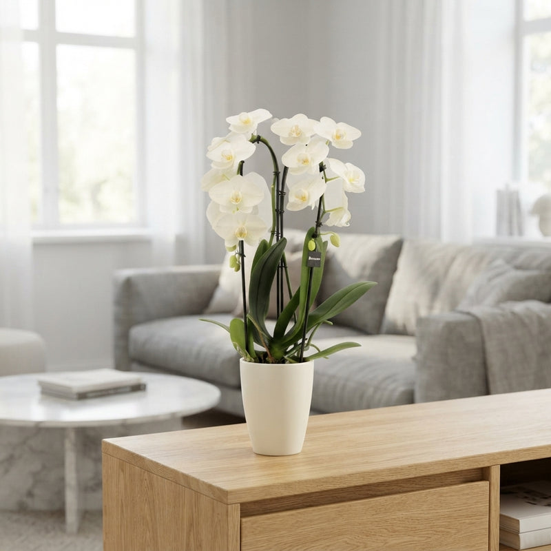 Mixed Phalaenopsis Orchid – 1 Stem, 12cm Ceramic Pot
