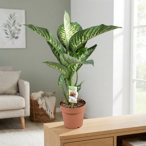 Dieffenbachia ‘Tropic Snow’ – 21cm Pot