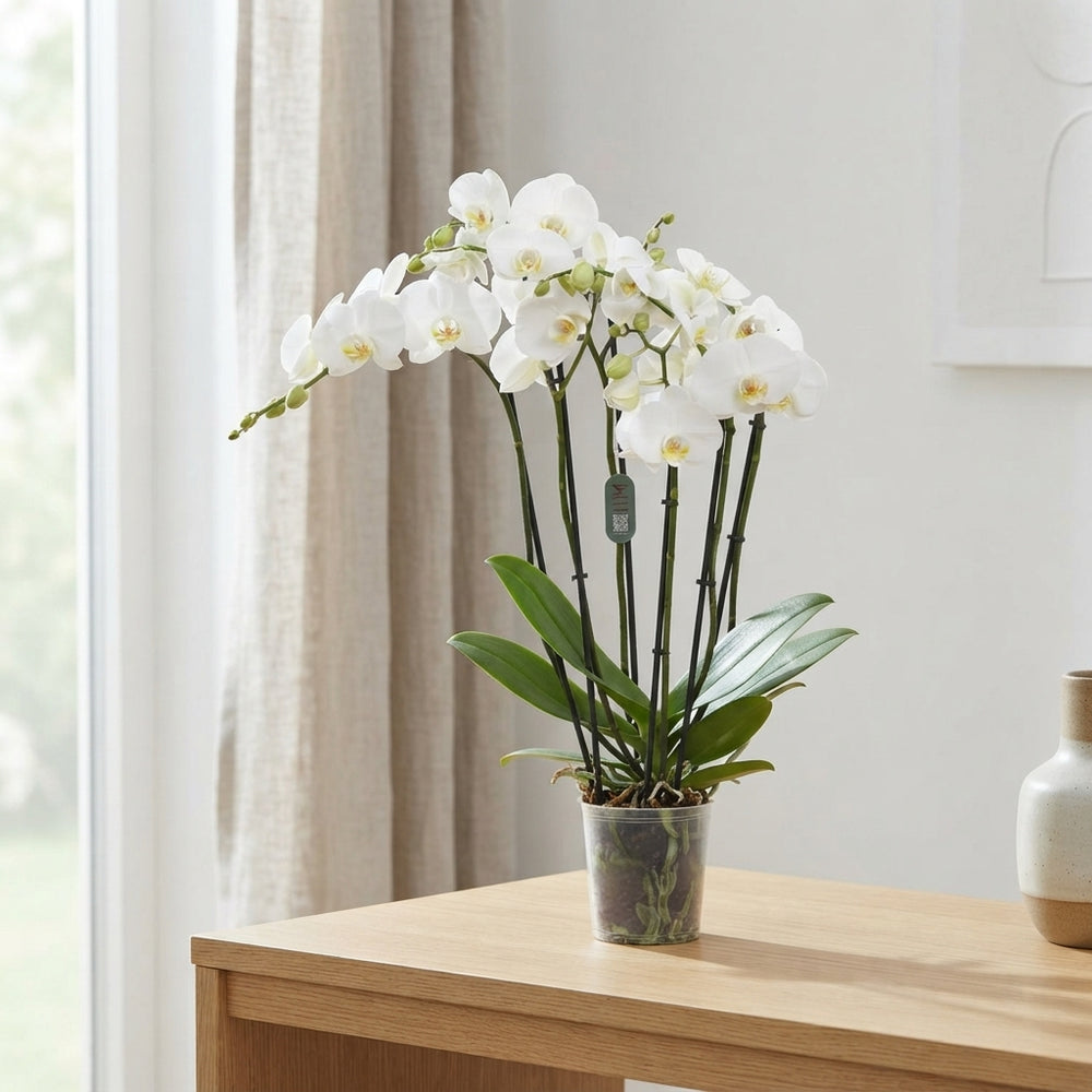 White Phalaenopsis Orchid – 3 Stem, 12cm Pot