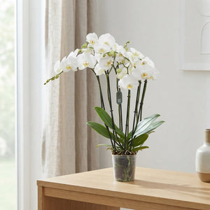 White Phalaenopsis Orchid – 3 Stem, 12cm Pot
