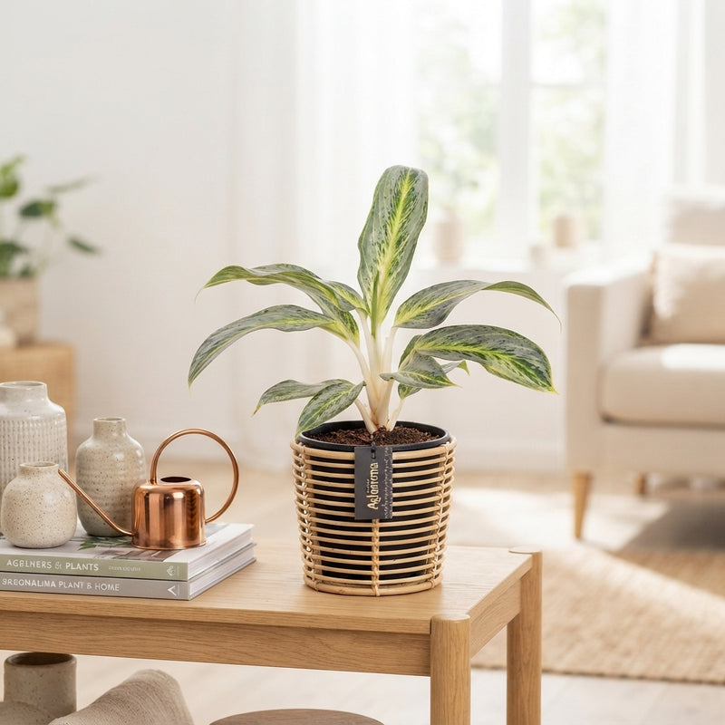 Aglaonema Emerald Stone – 12cm Pot