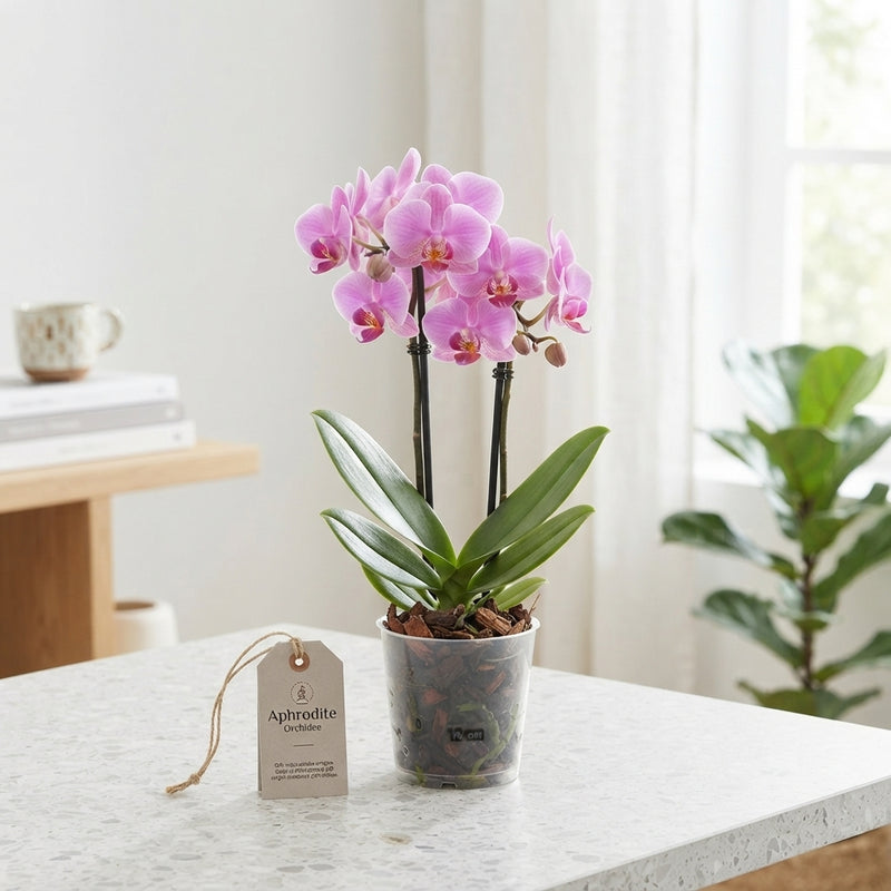 Mixed Phalaenopsis Orchid ‘Goddess’ – 12cm Pot