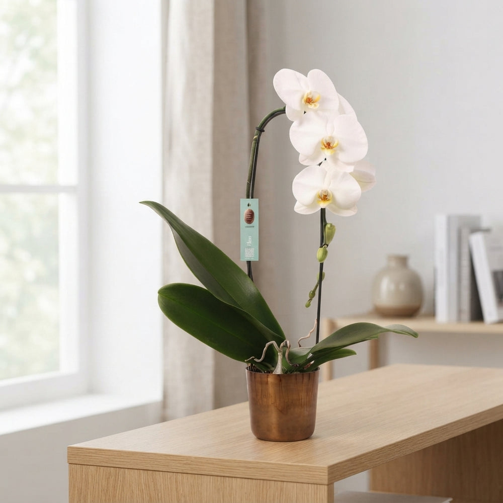 White Phalaenopsis Orchid – 12cm Pot, 60cm High