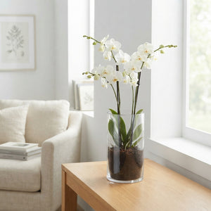 Mixed Phalaenopsis Orchid – 12cm Glass Vase