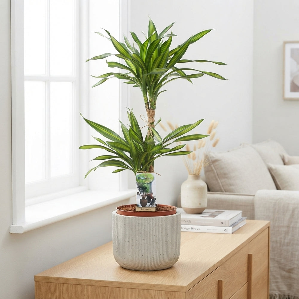 Dracaena fragrans Corn Plant – 21cm Pot, 70cm High