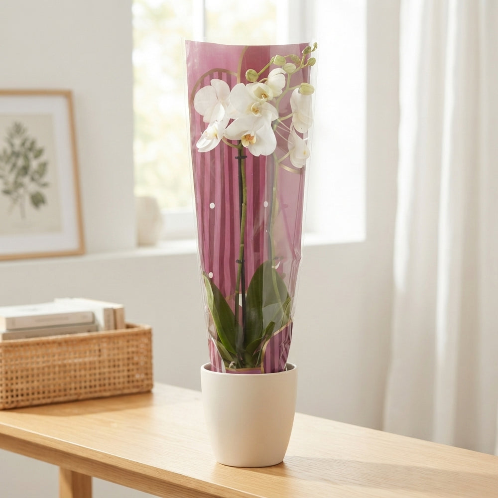 Mixed Phalaenopsis Orchid – 12cm Pot, 65cm High