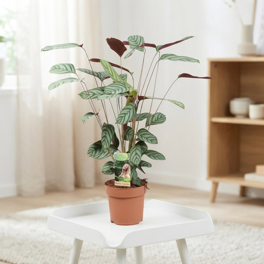 Ctenanthe Compactstar – 17cm Pot, Approx. 80cm